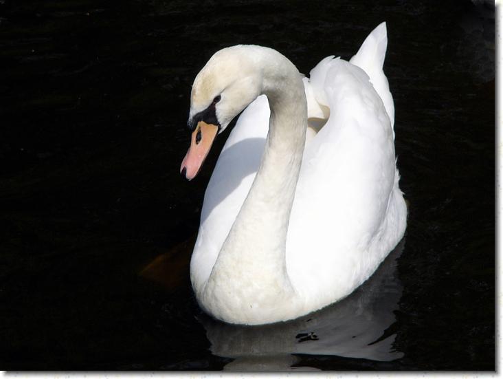 Næste billede